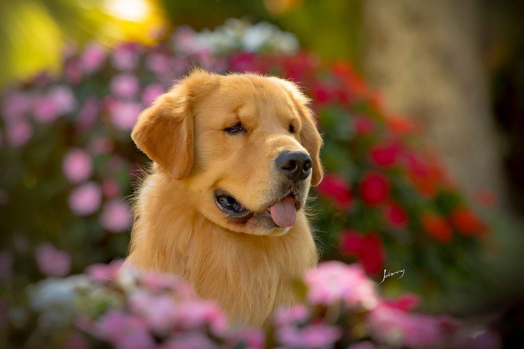 Nossos Cães Gallant
